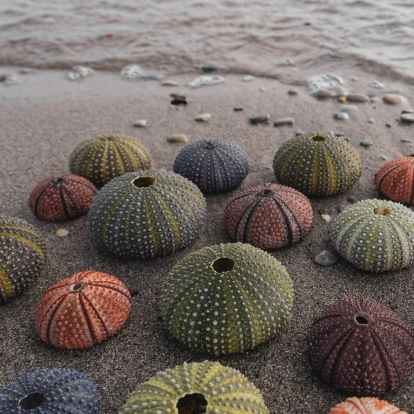 湿った砂のビーチでカラフルなウニのコレクション屋外の夏のシーン — ストック写真