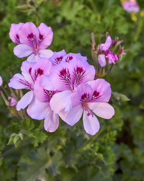 Żywe Różowe Kwiaty Pelargonii Bliska Ogrodzie — Zdjęcie stockowe