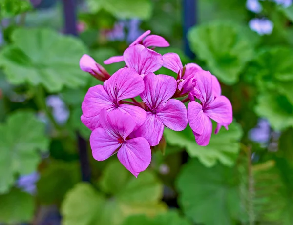 Vibranti Fiori Pelargonio Color Viola Ravvicinati Giardino — Foto Stock