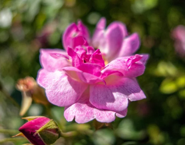 stock image pink rose flower close up with extremely shallow depth of field in the garden