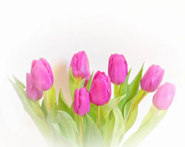 Violett Färgade Tulpan Blommor Vit Suddig Bakgrund Stockfoto