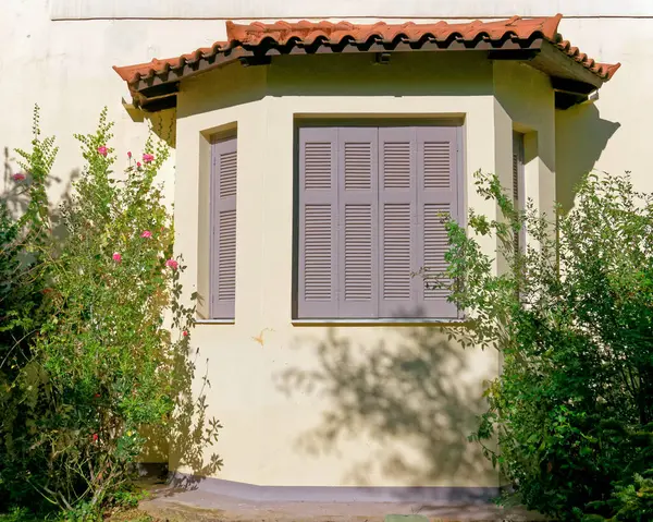 family house window shutters on light ocher wall and rose plant