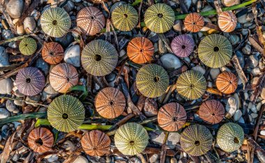 Colorful sea urchin shells on pebbles and seaweed, natural, seamless pattern background. Space for you text and logo. clipart