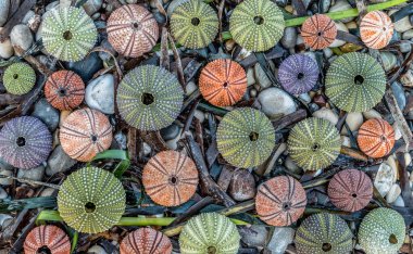 colorful sea urchin shells on pebbles and seaweed, natural seamless pattern background clipart