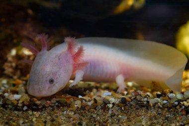 Kum tabanında avını arayan axolotl semenderi, komik tatlı su evcilleştirilmiş amfibi, Meksika Vadisi 'ne özgü endemik, hassas soğuk su türleri, düşük hafif ruh hali, bulanık arka plan, evcil hayvan dükkanı satışı