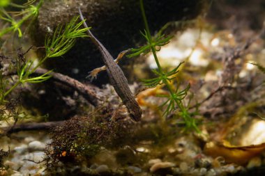 Semender erkek tatlı su amfibisinin av arayışı, Ukrayna 'da yakalanan kısmi metamorfoz, ılıman biyo-akvaryum tasarımı, doğa keşfi ve ekolojik tehdit kavramı
