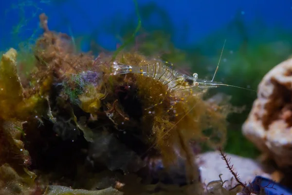 盐水成年石池虾在绿藻和褐藻中觅食 黑海海洋生物水底水族馆 外来入侵物种寻找有经验的采石者 发光发光 脆弱的自然 — 图库照片