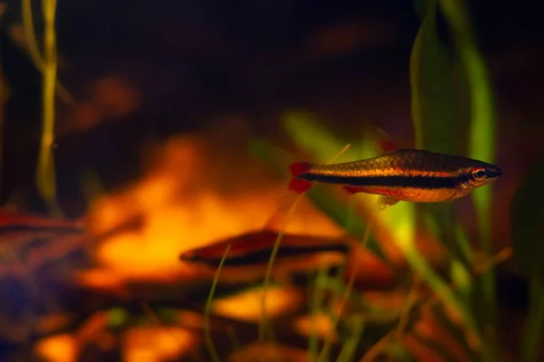 Ikan Pensil Dewasa Kerdil Populer Dan Mudah Disimpan Hewan Peliharaan — Stok Foto