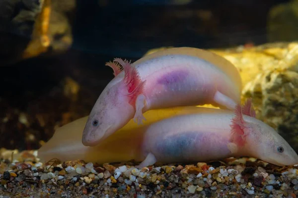 Par Axolotl Salamander Grus Botten Aktiv Sötvatten Tama Amfibier Endemisk — Stockfoto