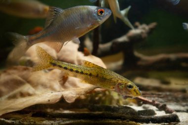 Gudgeon yetişkin erkek meşe yaprağı kumu ve sürüklenen ağaç dalları, bulanık sert hava, vahşi, evcilleştirilmiş balık yumurtlama rengi ılıman nehir biyo-su işareti, düşük ışık ruh hali konsepti