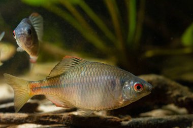 Baskın erkek, parlak yumurtlama renginde acı çekiyor, kum tabanında meşe yaprağı çöpü, vahşi tatlı su balığı yakalamış, çok dayanıklı türler, düşük ışık bulanık arka plan, sığ nokta