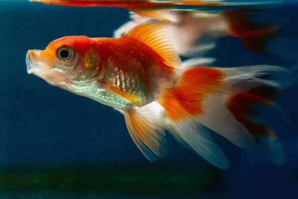 Curioso Oranda Goldfish Boca Abierta Para Captura Alimentos Comercial Aqua — Foto de Stock