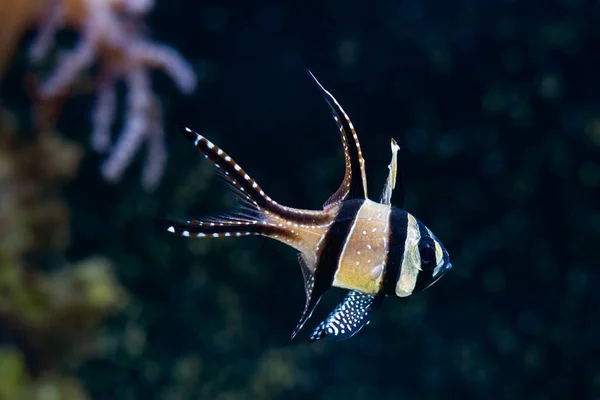 Banggai Kardinalfische Starker Wasserströmung Gesundes Aktives Tier Nano Riff Meerwasseraquarium — Stockfoto
