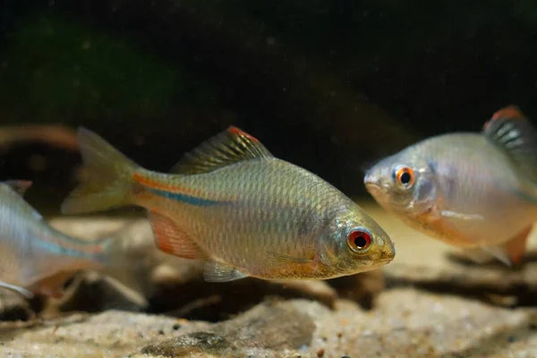 색으로 산란하는 바닥의 나뭇잎 쓰레기 수있는 지속적 물고기 — 스톡 사진