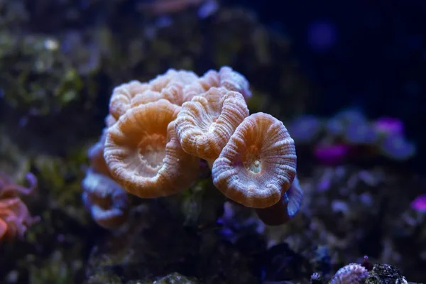 Ledアクチニックブルーライト ライブロック生態系のアクアデザイン 経験豊富な水夫のための人気のあるハードペットのナノサンゴ礁海洋水族館でのキャンディー杖サンゴ 大きなポリプコロニー 健康的かつ積極的な動物 — ストック写真