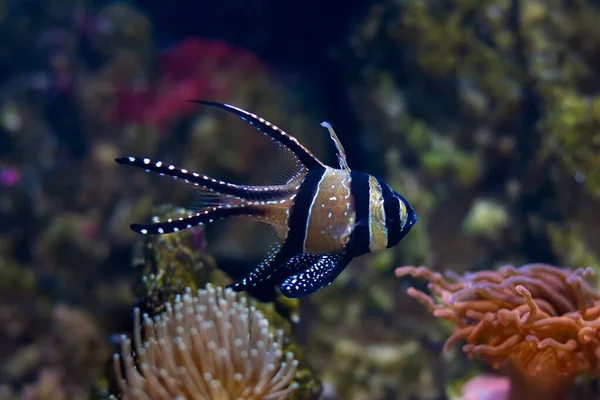 Banggai Peces Cardenales Nadan Corriente Agua Corales Suaves Animales Sanos —  Fotos de Stock