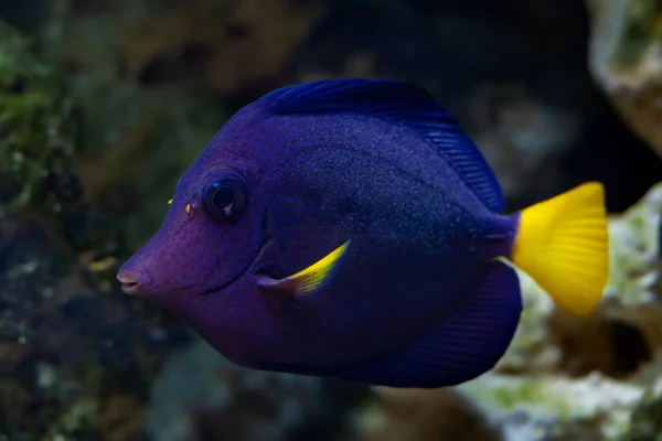 Žlutý Ocas Tang Juvenilní Ryby Zkontrolovat Růst Řas Předním Skle — Stock fotografie