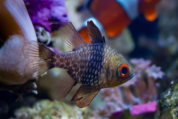 Pyjama Kardinalfische Schwimmen Wasserströmung Gesundes Aktives Tier Nano Riff Meerwasseraquarium — Stockfoto
