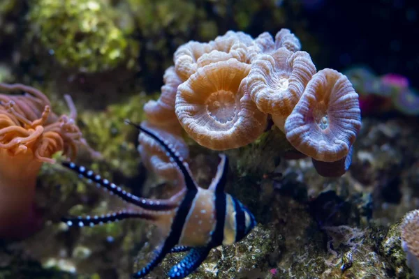 Trompet Mercan Kolonisi Bulanık Banggai Kardinalbalığı Akıntısında Yüzer Resif Deniz — Stok fotoğraf