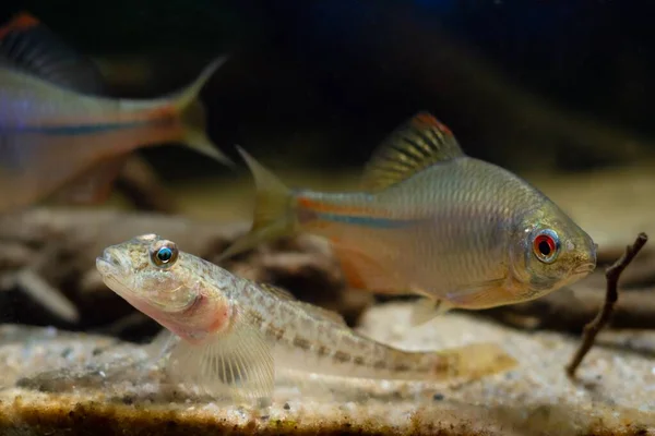 stock image bitterling male in bright spawning coloration, monkey goby relax on sand bottom, freshwater wild caught domesticated fish, highly adaptable enduring species, low light blurred background, shallow dof