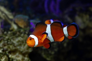 Genç ocellaris palyaço balığı, tam vücut görünümü, nano resif deniz akvaryumundaki yumuşak mercanlar arasında sağlıklı ve aktif bir hayvan deneyimli akvaryumcular için pahalı bir hobi, LED aktinik mavi ışık, gece görüşü