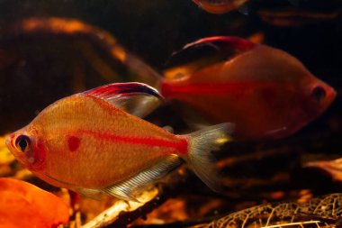 Kanayan kalp tetra neon, düşük ışıkta parlıyor, Rio Negro 'nun baskın erkeği, agresif Rio Negro endemik, siyah su tarzı biotope akvaryumunda balık, çay rengi asitli su, sığ nokta