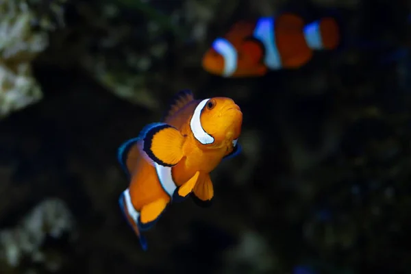 Ocellaris Clownfish Maschio Mostra Animale Sano Attivo Tra Coralli Molli — Foto Stock