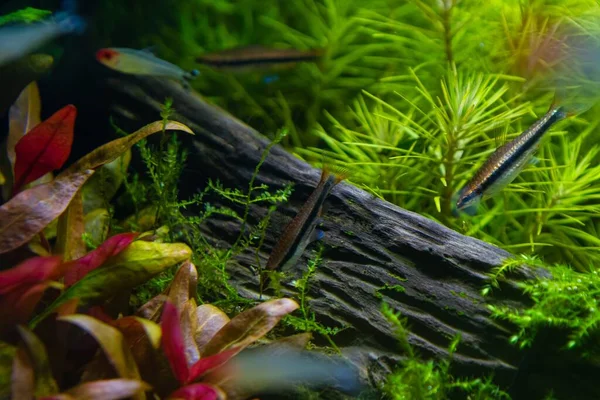 Goldstift Fische Suchen Nach Nahrung Auf Eichenwurzel Wasserpflanzen Schönem Süßwasser — Stockfoto