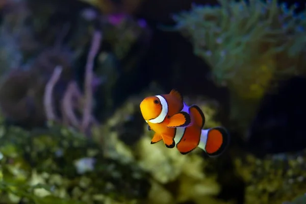 Juvenile Ocellaris Clownfische Aktives Tier Unter Weichkorallen Nano Riff Meerwasseraquarium — Stockfoto