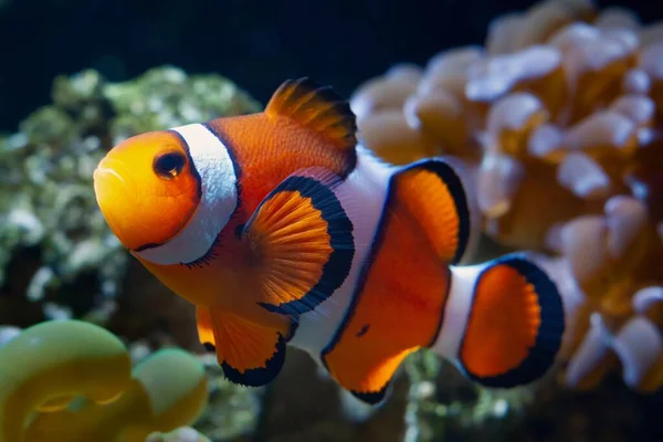 Junge Ocellaris Clownfische Gesundes Und Aktives Tier Zwischen Weichkorallen Nano — Stockfoto