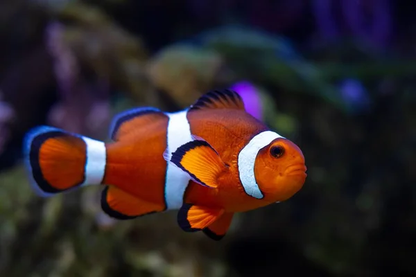 Περίεργος Ocellaris Clownfish Κυρίαρχο Αρσενικό Ενεργό Ζώο Νανο Ύφαλο Θαλασσινό — Φωτογραφία Αρχείου