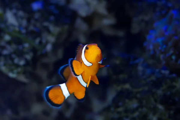 Ocellaris Clownfisch Männchen Aktives Tier Unter Weichkorallen Nano Riff Meerwasseraquarium — Stockfoto