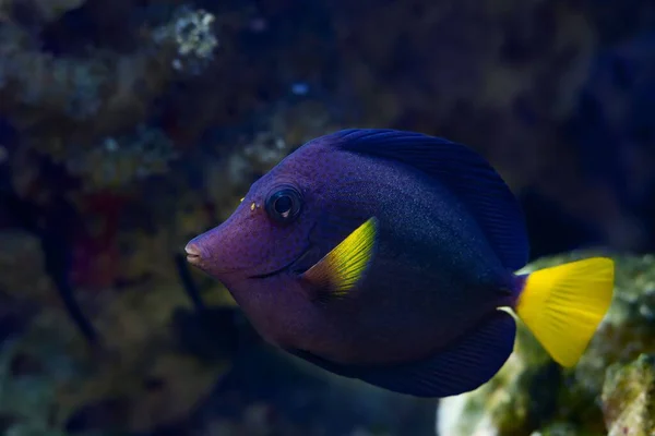 yellowtail tang juvenile, demanding species fish in stress, hobby require experienced aquarist care, live rock stone reef marine aquarium, popular pet neon glow color in LED actinic blue light