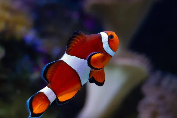 Ocellaris Clownfisch Männchen Schwimmt Weg Aktives Tier Nano Riff Meerwasseraquarium — Stockfoto