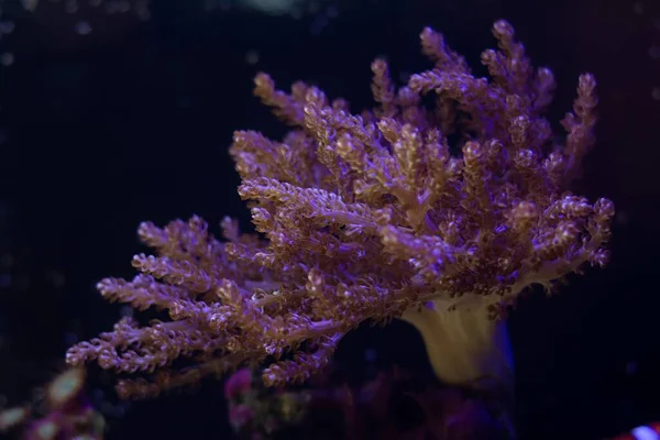 Kenya tree coral colony move tiny polyp in strong flow, healthy animals in nano reef marine aquarium, popular pet in LED actinic blue low light, experienced aquarist expensive hobby, weird creature