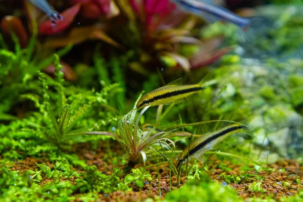 銀飛びキツネは 美しい淡水Ryoboku詳細で水生植物の食品を検索し 天野スタイルは 水生植物 明るいLed光の色 プロの水族館ケア 浅いのデザインを植え — ストック写真