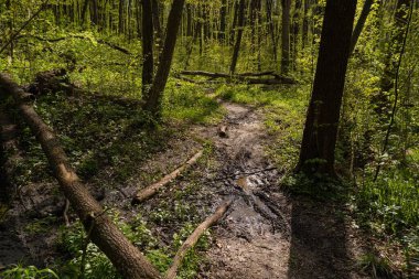Orman çalılıklarında dolambaçlı toprak yol, yağmurdan sonra ıslak, lastik izleri, zengin ot bitkisi, dal, düşen ağaç gövdesi, bahar güneşi, ıssız bisiklet yolu, mevsimsel dinlenme konsepti