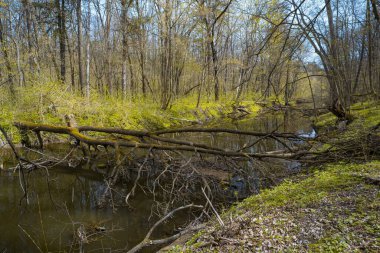 Dar nehirde devrilmiş ağaç gövdesi köprüsü, dağ bisikleti yolu, orman çalılıkları toprak yol yolu, bahar çiçekleri bitki örtüsü, güneşli gün gölgesi, ıssız bisiklet yolu, mevsimsel dinlenme konsepti