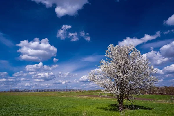 Oude Zure Kersenboom Royale Bloesemglans Zon Kleine Witte Bloemen Knoppen — Stockfoto