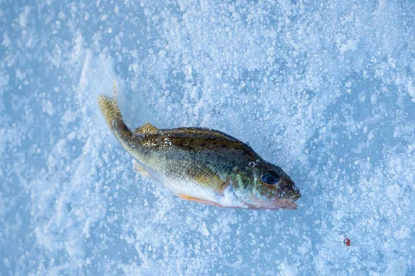 Adulto Ruffe Ghiaccio Congelamento Trofeo Pesca Sulla Superficie Fiume Ghiacciato — Foto Stock