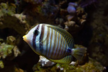 Desjardin 'in yelken yüzgeci tang juvenile, yumuşak mercan canlı kaya taşı, deneyimli akvaryum, resif deniz akvaryumu, LED aktinik loş mavi loş ışık, bulanık arkaplan gerektiren türler