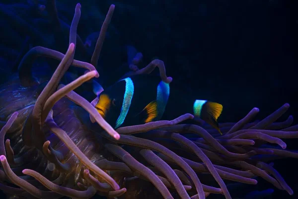 Ledのアクティブブルースポットライト 泡の先端のイソギンチャクの動き触手でクラークの先駆的な蛍光は 流れの中で触手を動かし 食べ物を探し 生きている岩の石の上で魚を保護し サンゴ礁海洋水族館は経験が必要です — ストック写真