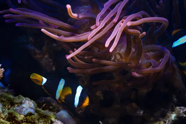 人気の種バブルチップアネモネ 動物の動き触手が流れ 食べ物を探し ライブ岩の石の上にクラークの出現を保護し サンゴ礁海洋水族館は経験を必要とし Ledアクチニックブルースポットライト — ストック写真