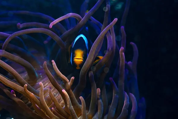年轻的克拉克的鳗鱼藏匿在泡状尖头海葵触须中 萤光动物在Led阳离子蓝光下发光 在水流中移动 捕捉食物 保护鱼 珊瑚礁海洋水族馆需要经验 — 图库照片