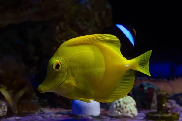 Gelber Tang Felsenriff Meerwasseraquarium Seltene Anspruchsvolle Arten Mit Weißgiftbarbe Benötigen — Stockfoto