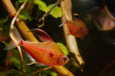 Kanayan kalp tetra baskın erkek, agresif yumurtlama davranışları sergiliyor, Rio Negro endemik balığı, siyah su biotope akvaryumunda neon parıltısı, LED düşük ışık tasarımı, tanin boyalı kahverengi çay rengi su