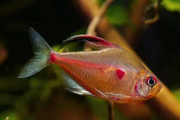 Bleeding Heart Tetra Swim Fast Rio Negro Endemic Fish Side — Stock Photo, Image