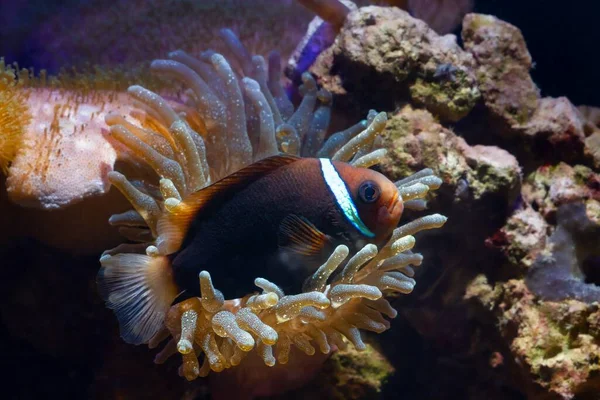 Giovane Pomodoro Clownfish Riposo Punta Bolla Anemone Animale Predatore Spostare — Foto Stock