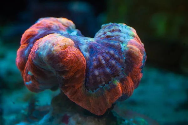 Lps Заблокував Мозковий Кораловий Поліп Тварини Сильному Струмі Жива Рок — стокове фото
