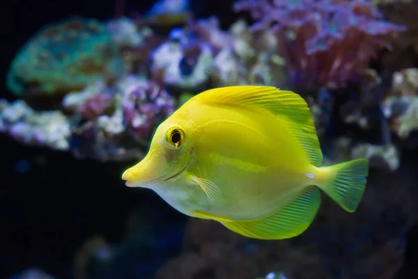 Жовтий Танг Плаває Рифовому Морському Акваріумі Вимагаючи Догляду Досвідченим Акваріумістом — стокове фото